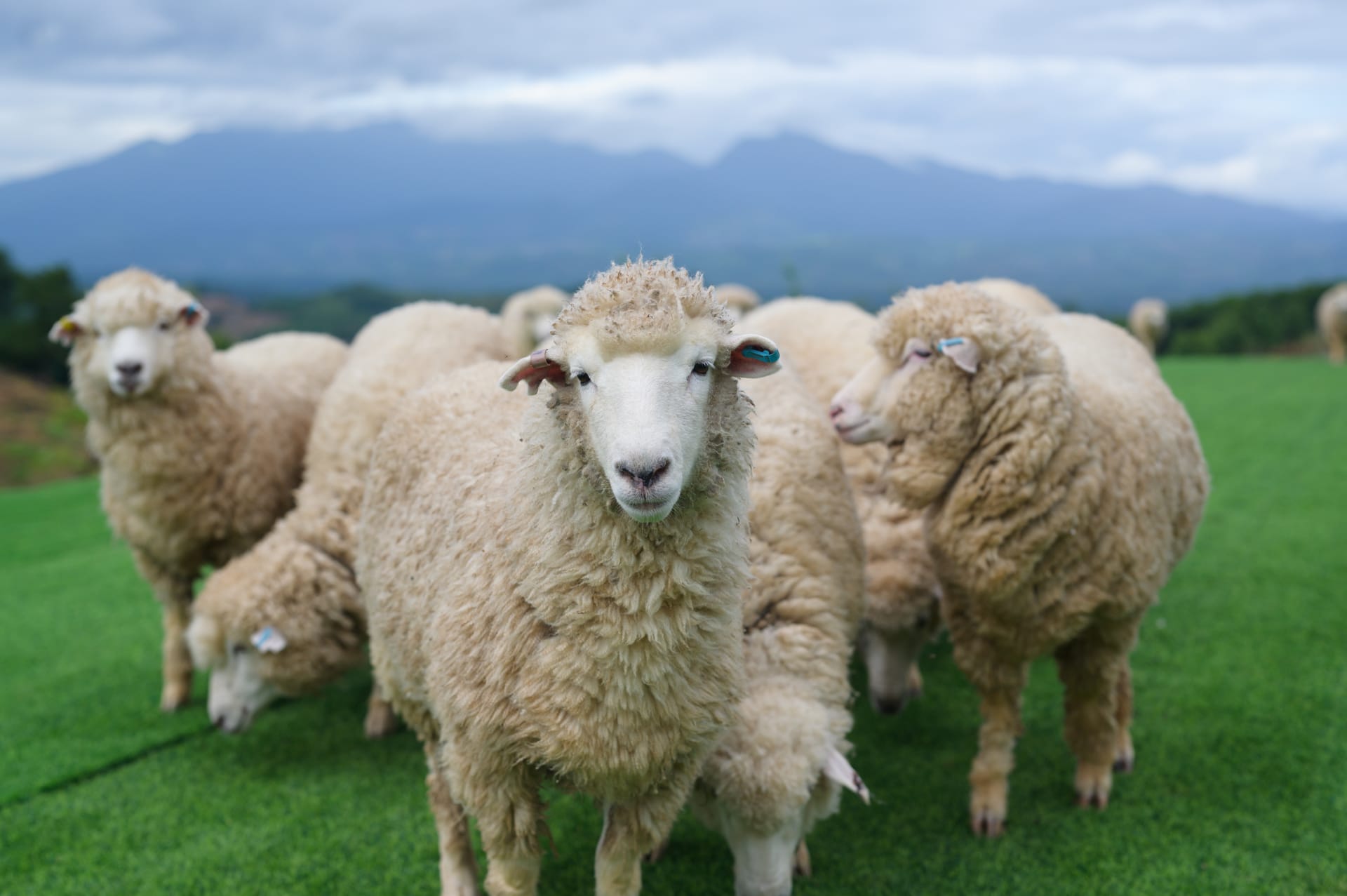 Project Dolly Shield, Reborn: Using LLMs to Improve Enterprise Data Architecture Frameworks