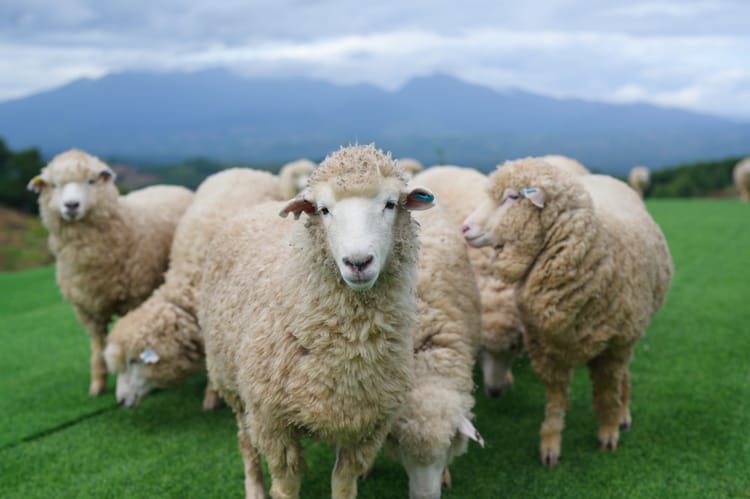 Project Dolly Shield, Reborn: Using LLMs to Improve Enterprise Data Architecture Frameworks